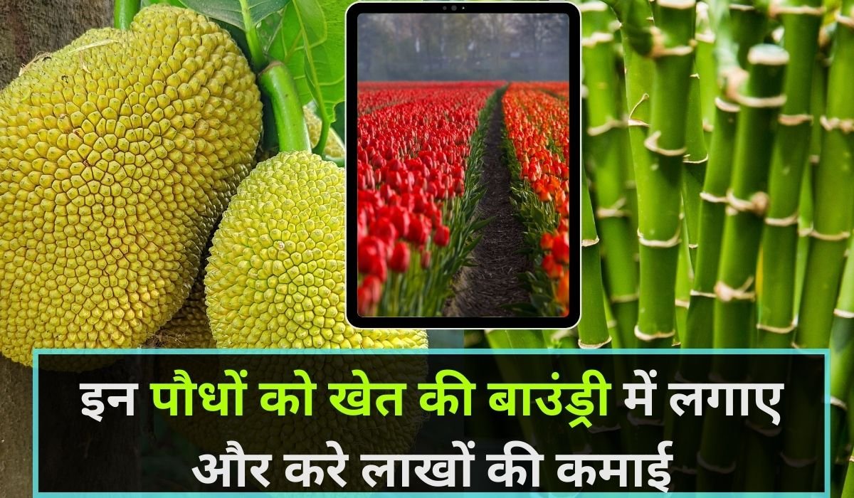खेत की बाउंड्री से लाखों की कमाई: गुलाब, शीशम, कटहल, यूकेलिप्टिस और बांस के पौधों से बनाएं स्थायी आय का स्रोत