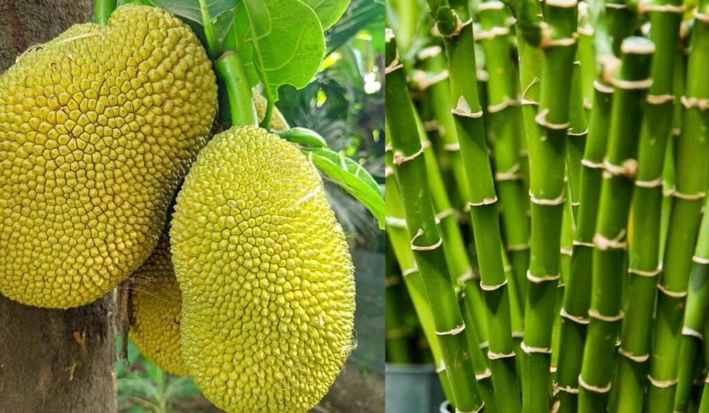 खेत की बाउंड्री से लाखों की कमाई: गुलाब, शीशम, कटहल, यूकेलिप्टिस और बांस के पौधों से बनाएं स्थायी आय का स्रोत खेत की बाउंड्री से लाखों की कमाई: गुलाब, शीशम, कटहल, यूकेलिप्टिस और बांस के पौधों से बनाएं स्थायी आय का स्रोत