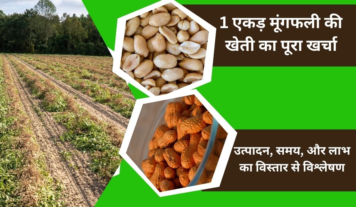 1 एकड़ मूंगफली की खेती का पूरा खर्चा, उत्पादन, समय, और लाभ का विस्तार से विश्लेषण, जानें कौन सी वैरायटी से मिलेगा अधिक फायदा Read more about the article 1 एकड़ मूंगफली की खेती का पूरा खर्चा, उत्पादन, समय, और लाभ का विस्तार से विश्लेषण, जानें कौन सी वैरायटी से मिलेगा अधिक फायदा