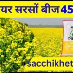 पायनियर सरसों बीज