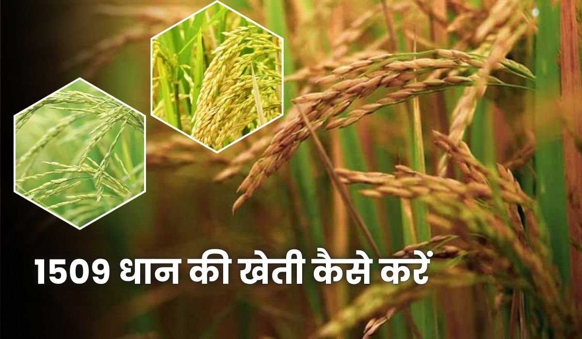 1509 धान की खेती कैसे करें, पूरी जानकारी - बुवाई से लेकर पैदावार तक