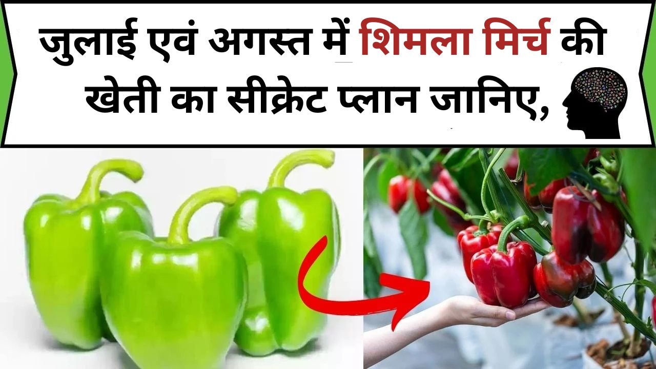 शिमला मिर्च