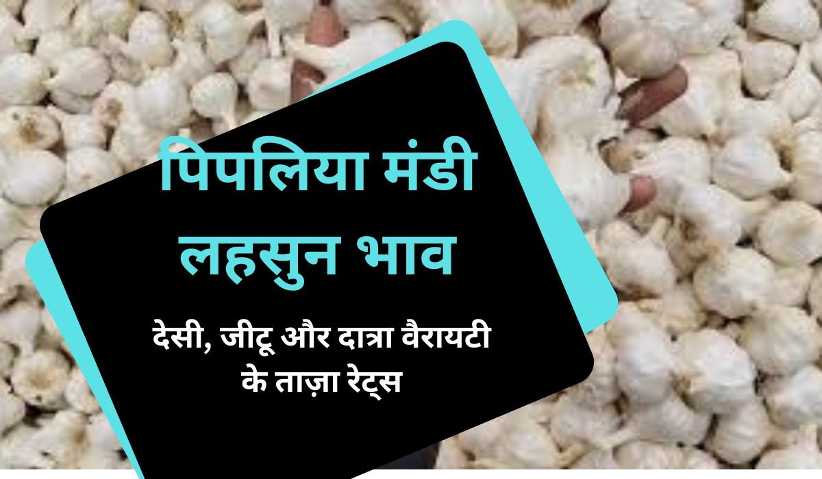 लहसुन