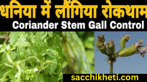 धनिया की फसल में लौंग या लोक रोग से बचाव के उपाय, फसल को बचाकर पाएं अधिक उत्पादन