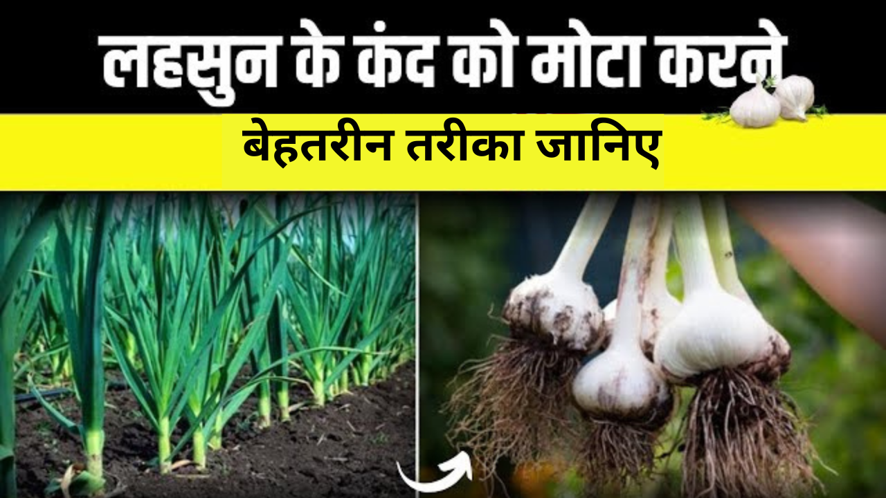 लहसुन की गांठ को मोटा और चमकदार बनाने का बेहतरीन तरीका जानिए