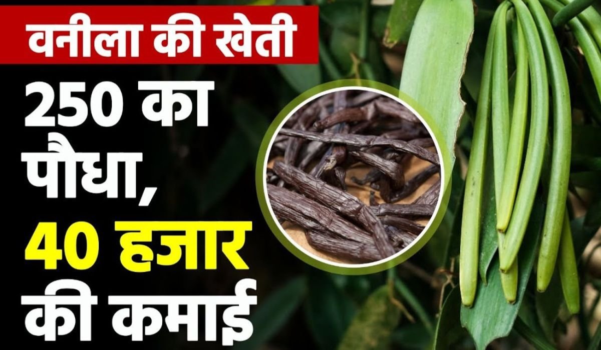 2025 में वनीला की खेती बन सकती है कमाई का सबसे बड़ा जरिया, जानिए इसकी तकनीक, सरकारी सब्सिडी और बिक्री के आसान तरीके