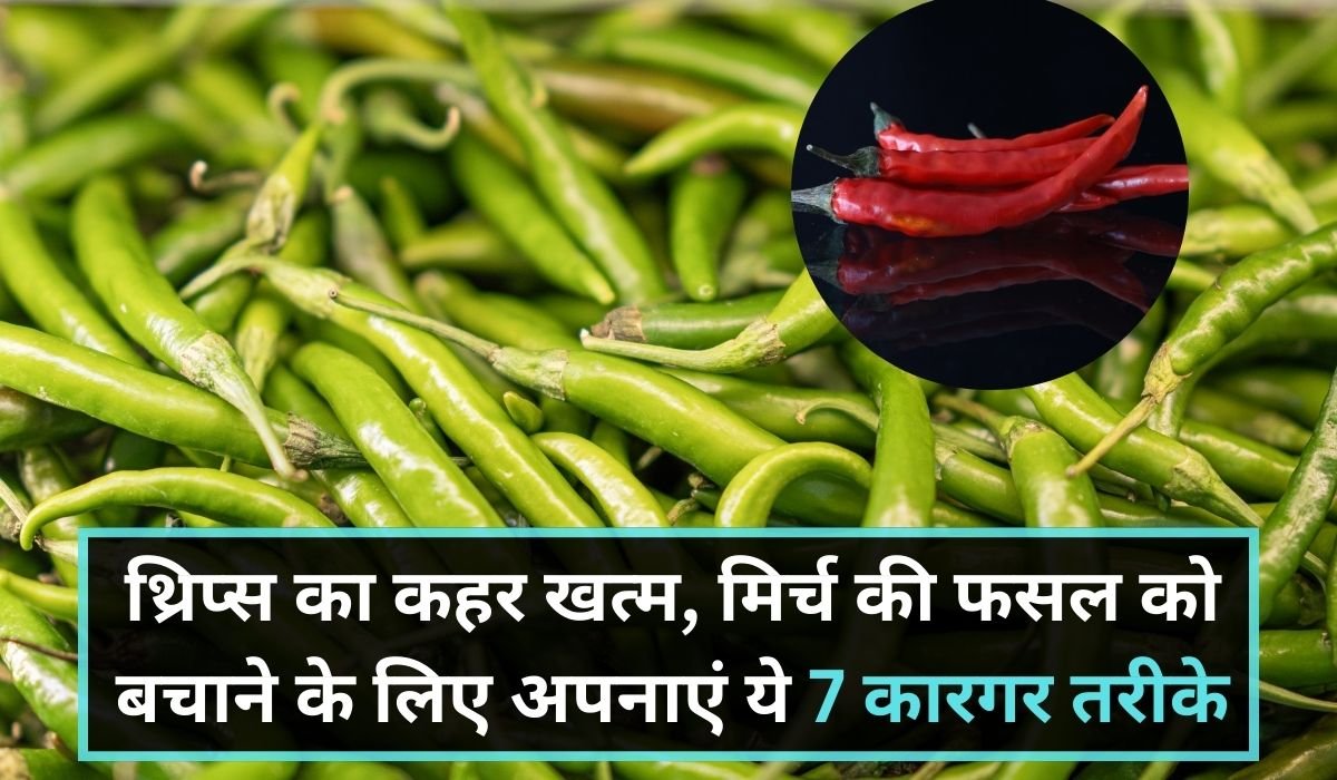 थ्रिप्स का कहर खत्म, मिर्च की फसल को बचाने के लिए अपनाएं ये 7 कारगर तरीके