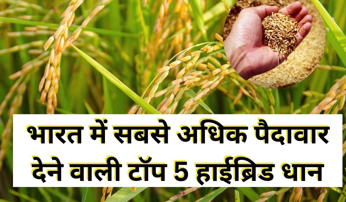 You are currently viewing भारत में सबसे अधिक पैदावार देने वाली टॉप 5 हाईब्रिड धान वैरायटीज़, कम सिंचाई में ज़बरदस्त उत्पादन