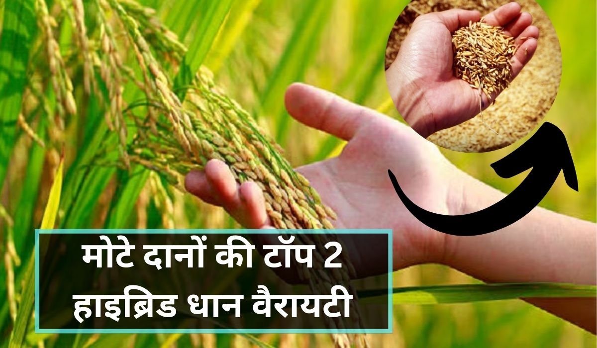 You are currently viewing मोटे दानों की टॉप 2 हाइब्रिड धान वैरायटी की पूरी जानकारी, उत्पादन, रोग प्रतिरोधक क्षमता और मार्केट डिमांड