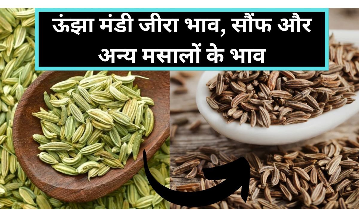 You are currently viewing 19 मई के ताजा रेट्स : ऊंझा मंडी जीरा भाव आज, सौंफ और अन्य मसालों के भाव में उतार-चढ़ाव