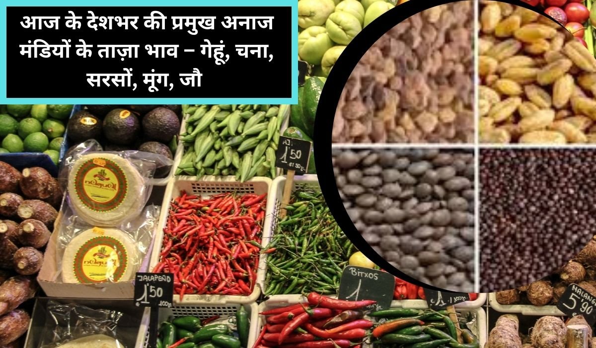 आज के देशभर की प्रमुख अनाज मंडियों के ताज़ा भाव – गेहूं, चना, सरसों, मूंग, जौ