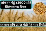 24 मई रतलाम कृषि उपज मंडी गेहूं भाव रिपोर्ट: लोकवन गेहूं ₹2900 प्रति क्विंटल तक बिका, शनिवार-रविवार रहेगा अवकाश