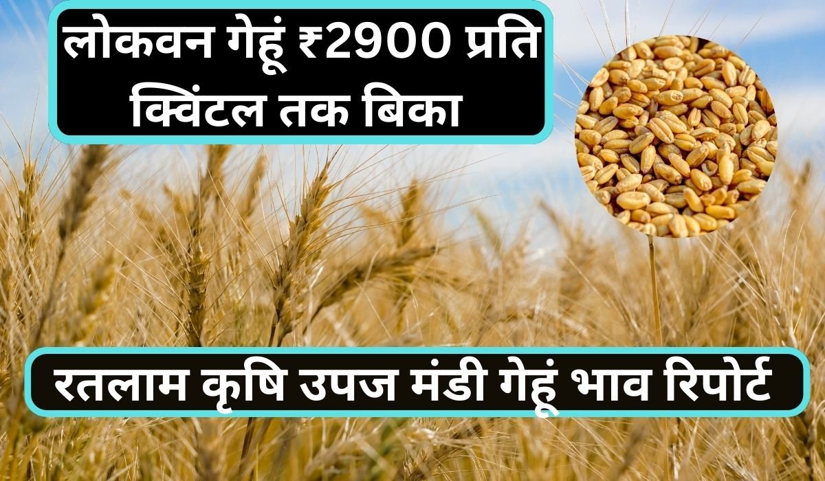 24 मई रतलाम कृषि उपज मंडी गेहूं भाव रिपोर्ट: लोकवन गेहूं ₹2900 प्रति क्विंटल तक बिका, शनिवार-रविवार रहेगा अवकाश Read more about the article 24 मई रतलाम कृषि उपज मंडी गेहूं भाव रिपोर्ट: लोकवन गेहूं ₹2900 प्रति क्विंटल तक बिका, शनिवार-रविवार रहेगा अवकाश