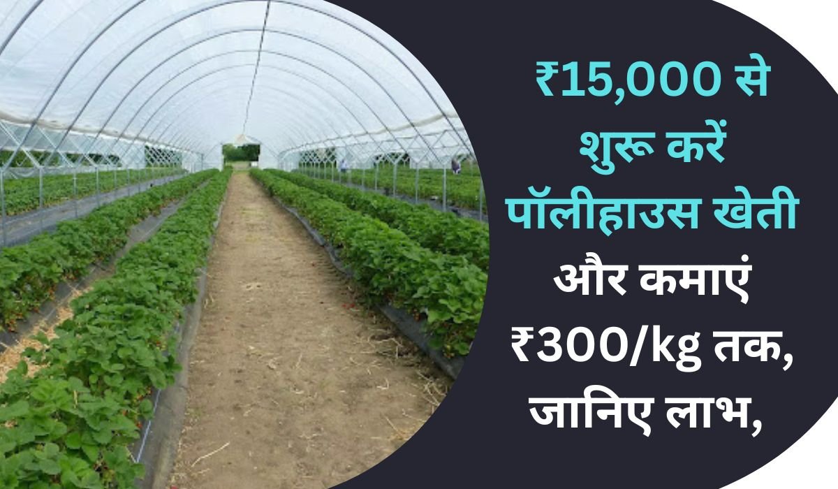 You are currently viewing ₹15,000 से शुरू करें पॉलीहाउस खेती और कमाएं ₹300/kg तक, जानिए लाभ, लागत और सब्सिडी की पूरी जानकारी