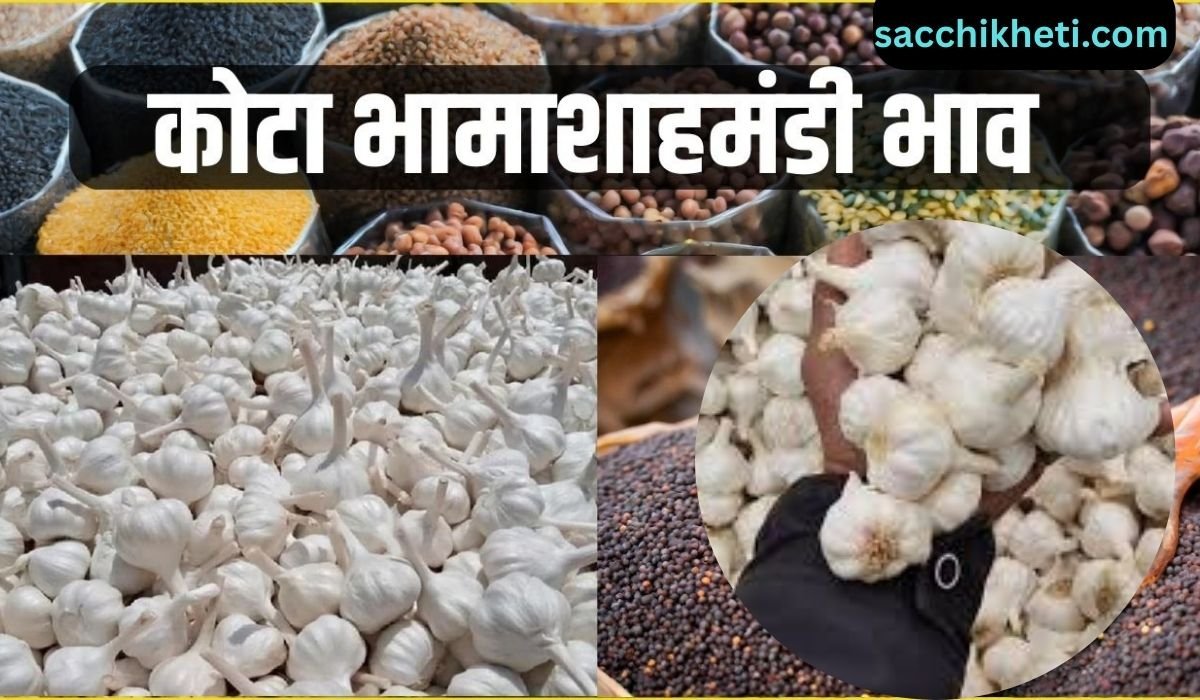 कोटा भामाशाह मंडी लहसुन का भाव