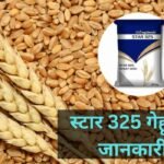 स्टार 325 गेहूं की जानकारी