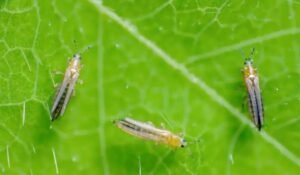 रस चूसक और चबाने वाले कीटों का असरदार इलाज, Solomon Insecticide Uses in Hindi रस चूसक और चबाने वाले कीटों का असरदार इलाज