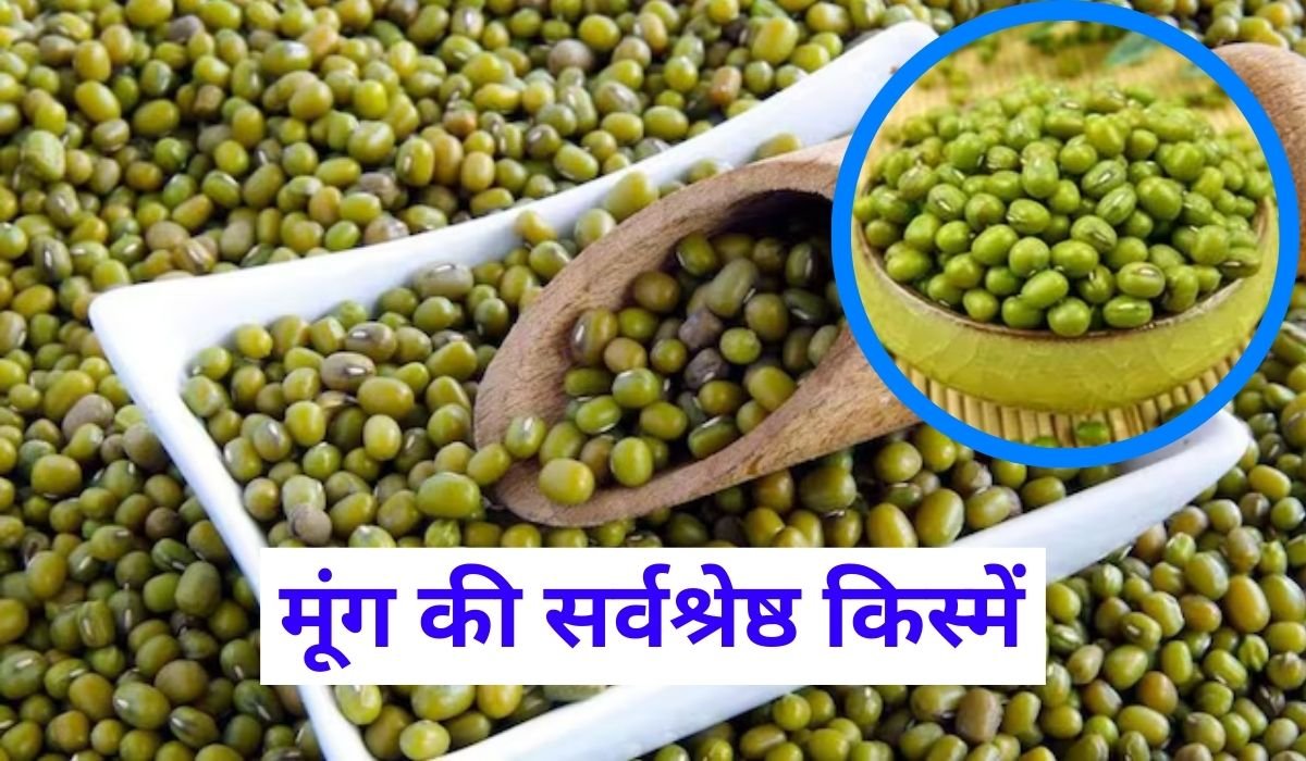 मूंग की सर्वश्रेष्ठ किस्में