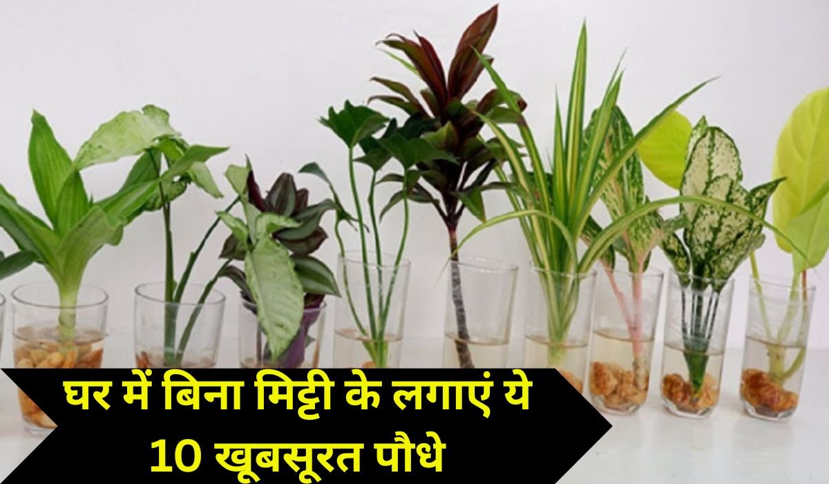 घर में बिना मिट्टी के लगाएं ये 10 खूबसूरत पौधे