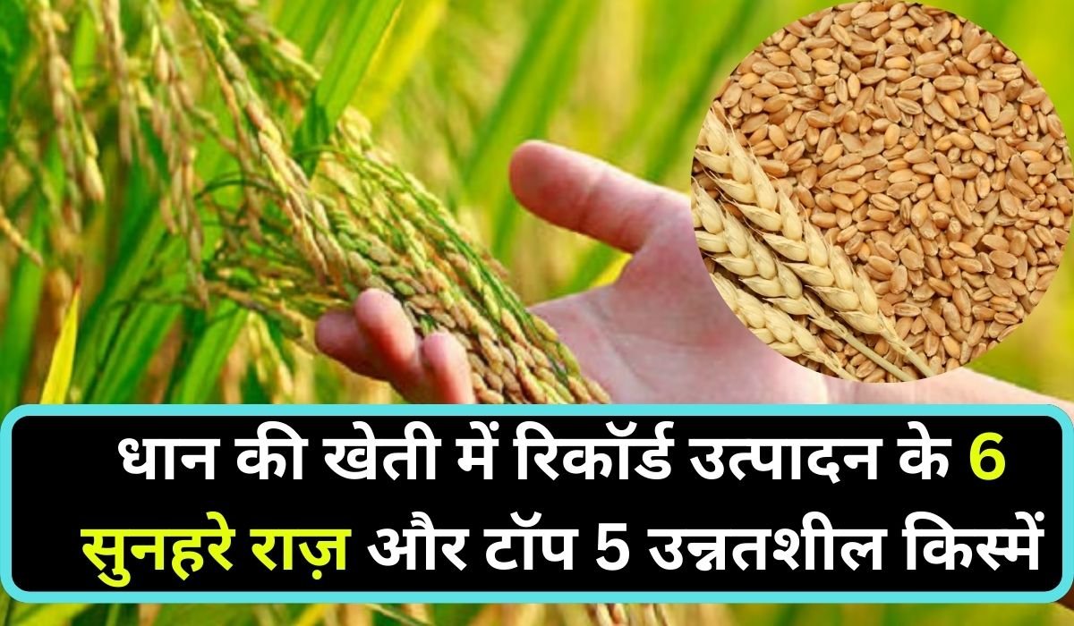 धान की खेती में रिकॉर्ड उत्पादन के 6 सुनहरे राज़ और टॉप 5 उन्नतशील किस्में