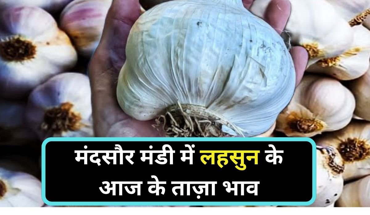 मंदसौर मंडी में लहसुन के आज के ताज़ा भाव