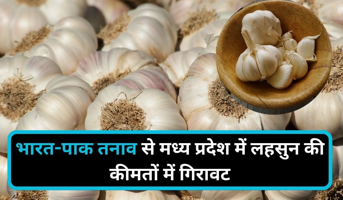 भारत-पाक तनाव से मध्य प्रदेश में लहसुन की कीमतों में गिरावट