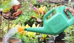 Gardening Tips: पौधों की पत्तियाँ झुलसने की समस्या से परेशान है तो इन 5 आसान उपाय को जरुर जानिए Gardening Tips: पौधों की पत्तियाँ झुलसने की समस्या से परेशान है तो इन 5 आसान उपाय को जरुर जानिए