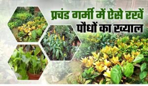 Gardening Tips: 99% लोग नहीं जानते गर्मियों में पौधों को मुरझाने से कैसे बचाएं, पांच बड़ी गलतियां और उनके जबरदस्त समाधान