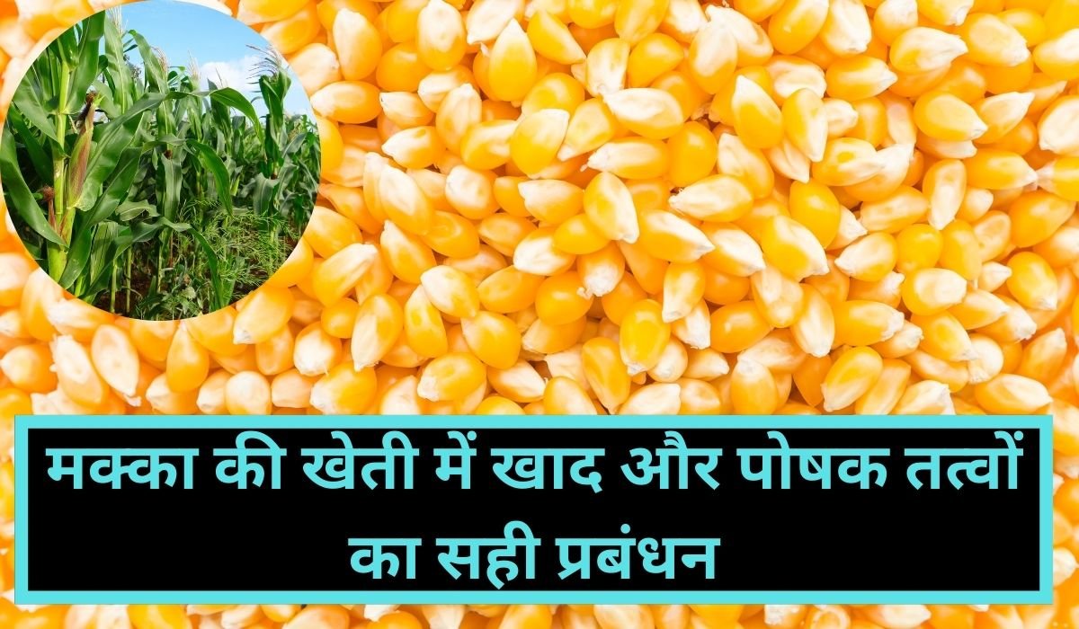 You are currently viewing मक्का की खेती में खाद और पोषक तत्वों का सही प्रबंधन कोई नहीं बताएगा यहाँ जानिए किसान भाई