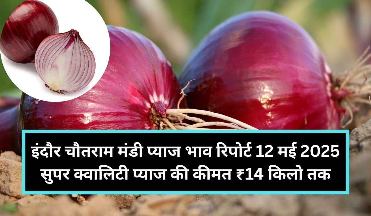 You are currently viewing इंदौर चौतराम मंडी प्याज भाव रिपोर्ट 12 मई 2025: सुपर क्वालिटी प्याज की कीमत ₹14 किलो तक