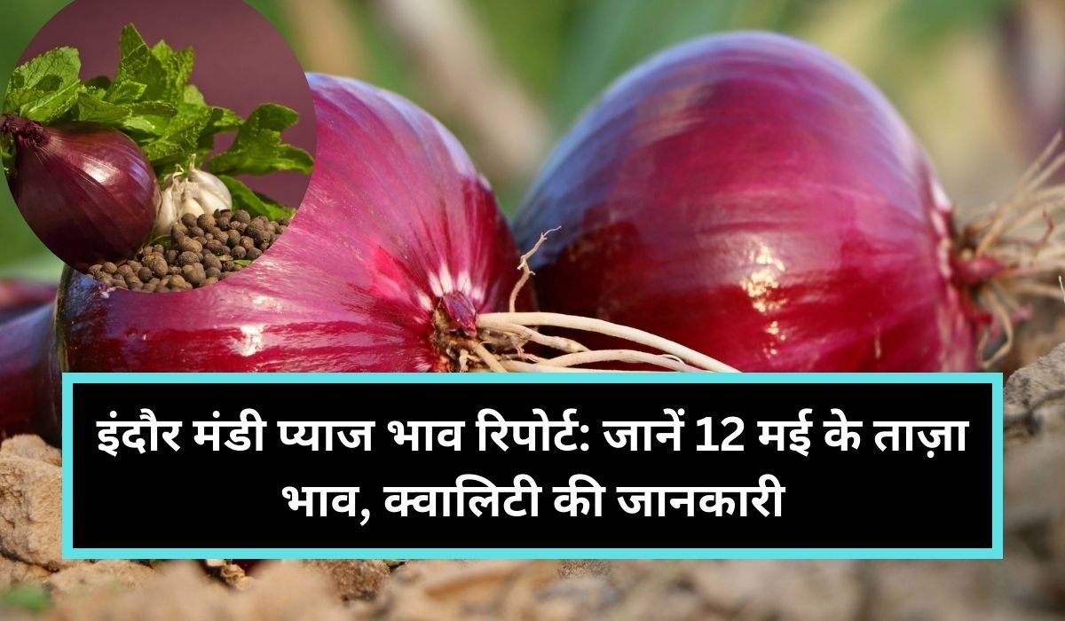 इंदौर मंडी प्याज भाव रिपोर्ट: जानें 12 मई के ताज़ा भाव, क्वालिटी की जानकारी