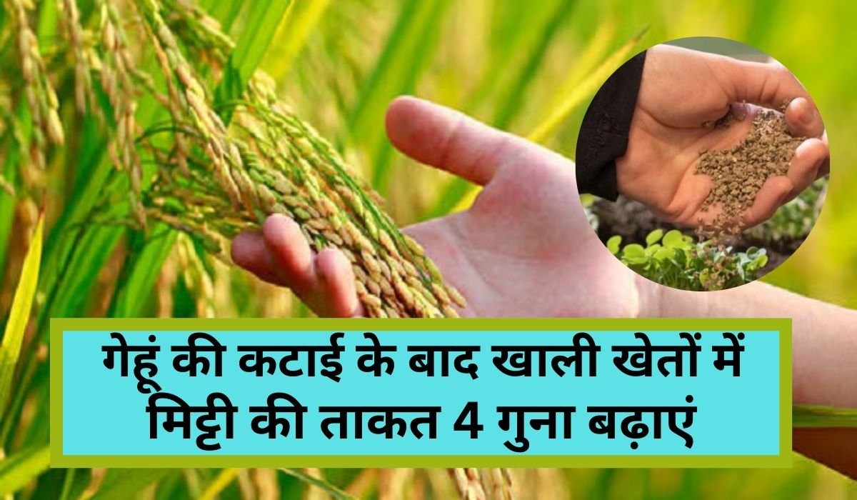 गेहूं की कटाई के बाद खाली खेतों में अपनाएं मोर पलाऊ विधि: मिट्टी की ताकत 4 गुना बढ़ाएं, खरपतवार और कीटों से पाएं स्थायी छुटकारा Read more about the article गेहूं की कटाई के बाद खाली खेतों में अपनाएं मोर पलाऊ विधि: मिट्टी की ताकत 4 गुना बढ़ाएं, खरपतवार और कीटों से पाएं स्थायी छुटकारा