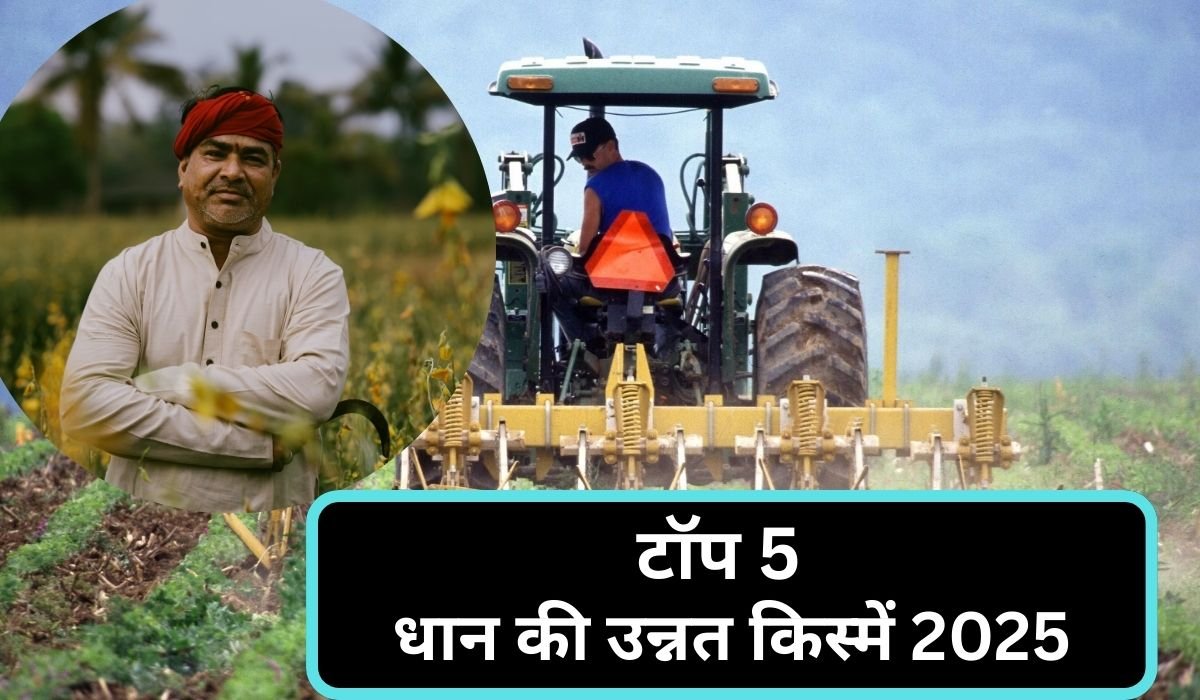 धान की उन्नत किस्में 2025, पूसा बासमती, परमल और हाइब्रिड के टॉप 5 विकल्प जिनसे मिलेगा 30 क्विंटल तक उत्पादन Read more about the article धान की उन्नत किस्में 2025, पूसा बासमती, परमल और हाइब्रिड के टॉप 5 विकल्प जिनसे मिलेगा 30 क्विंटल तक उत्पादन
