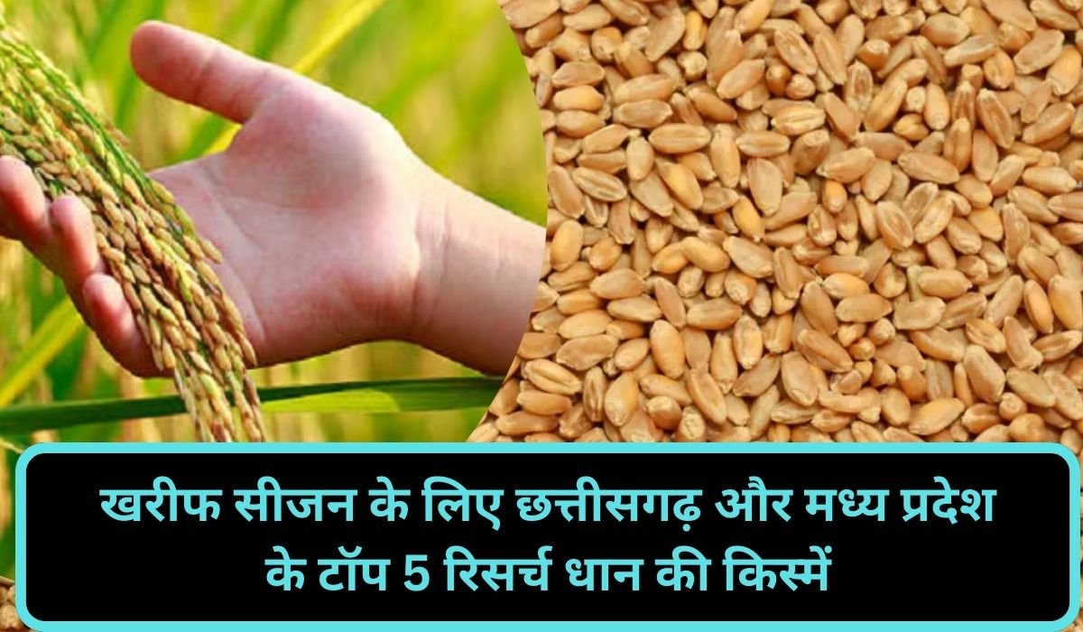 You are currently viewing 2025 के खरीफ सीजन के लिए छत्तीसगढ़ और मध्य प्रदेश के टॉप 5 रिसर्च धान की किस्में, अधिक उत्पादन