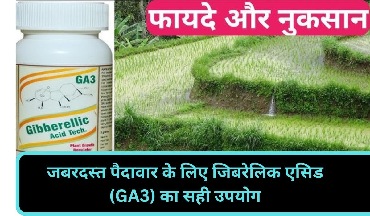 जबरदस्त पैदावार के लिए जिबरेलिक एसिड (GA3) का सही उपयोग