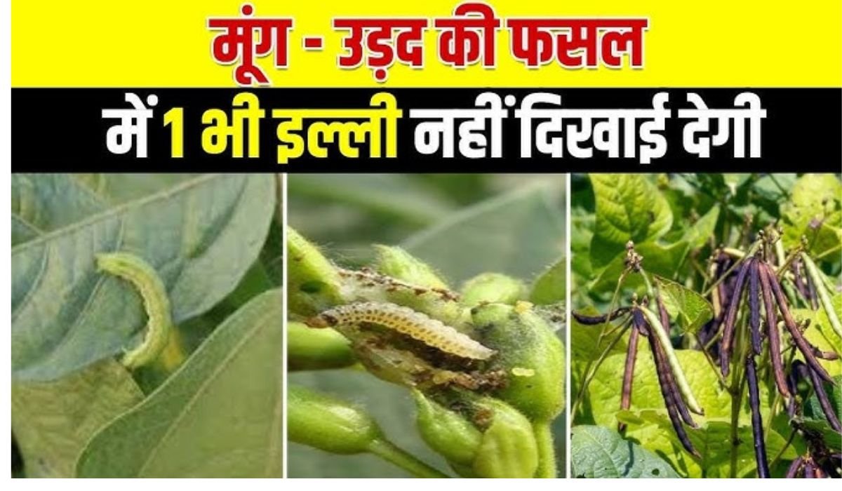 You are currently viewing मूंग और उड़द की फसल में इल्लियों से छुटकारा और अधिक पैदावार पाने के लिए चौथा पावरफुल स्प्रे कॉम्बो – गर्मी में भी 100% असरदार उपाय