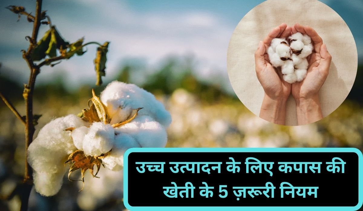 You are currently viewing उच्च उत्पादन के लिए कपास की खेती के 5 ज़रूरी नियम: बीज चयन, पोषण, सिंचाई और खरपतवार नियंत्रण की पूरी जानकारी