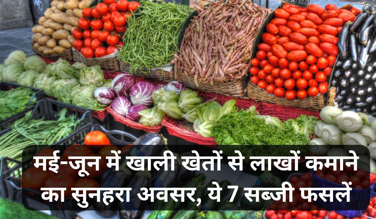 मई-जून में खाली खेतों से लाखों कमाने का सुनहरा अवसर, ये 7 सब्जी फसलें