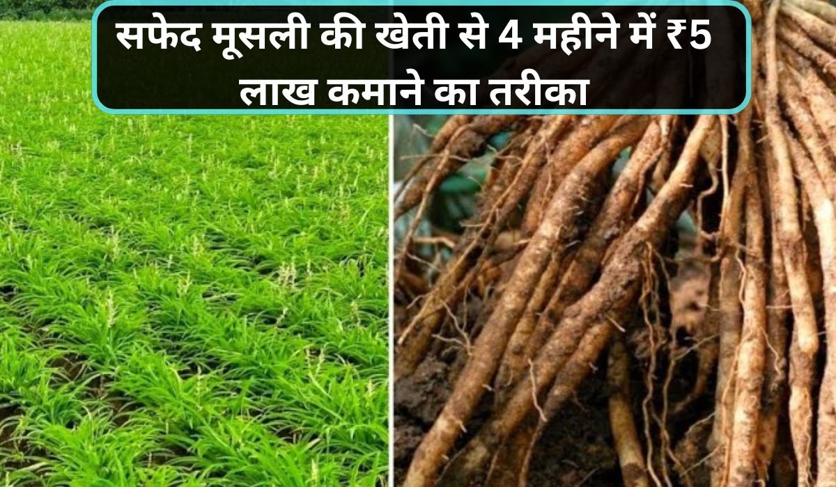 You are currently viewing सफेद मूसली की खेती से 4 महीने में ₹5 लाख कमाने का तरीका, हाई प्रॉफिटेबल फार्मिंग गाइड