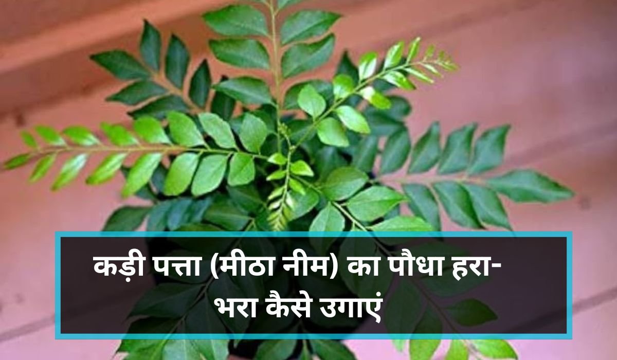 कड़ी पत्ता (मीठा नीम) का पौधा हरा-भरा कैसे उगाएं? ग्रोथ रोकने वाली समस्याओं का आसान समाधान