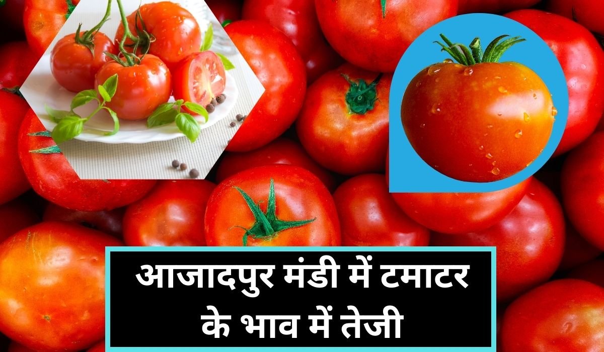 आजादपुर मंडी में टमाटर के भाव में तेजी