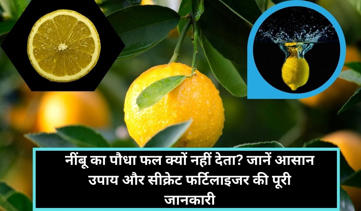 नींबू का पौधा फल क्यों नहीं देता? जानें आसान उपाय और सीक्रेट फर्टिलाइजर की पूरी जानकारी