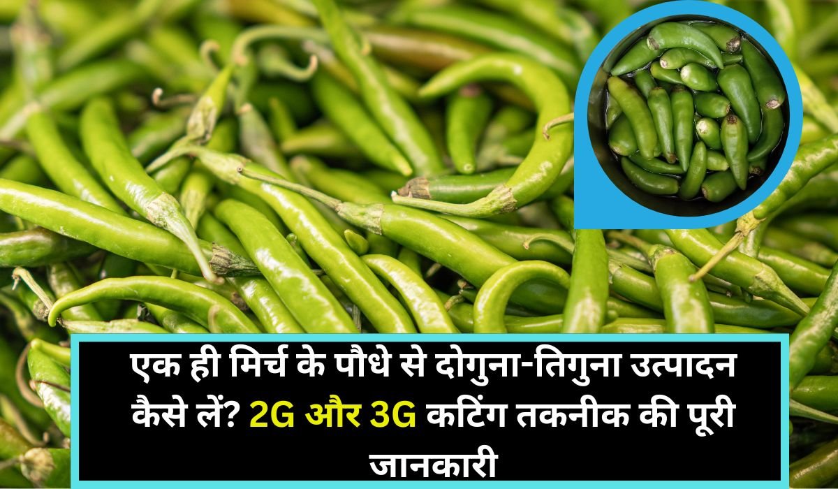 एक ही मिर्च के पौधे से दोगुना-तिगुना उत्पादन कैसे लें? 2G और 3G कटिंग तकनीक की पूरी जानकारी