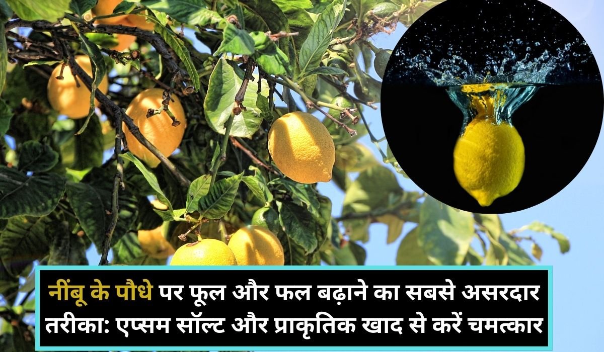 नींबू के पौधे पर फूल और फल बढ़ाने का सबसे असरदार तरीका: एप्सम सॉल्ट और प्राकृतिक खाद से करें चमत्कार Read more about the article नींबू के पौधे पर फूल और फल बढ़ाने का सबसे असरदार तरीका: एप्सम सॉल्ट और प्राकृतिक खाद से करें चमत्कार