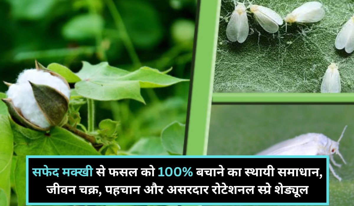 You are currently viewing सफेद मक्खी से फसल को 100% बचाने का स्थायी समाधान, जीवन चक्र, पहचान और असरदार रोटेशनल स्प्रे शेड्यूल