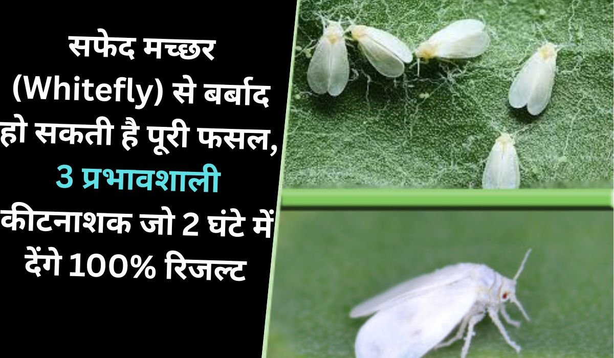 सफेद मच्छर (Whitefly) से बर्बाद हो सकती है पूरी फसल, जानिए इसके नुकसान, कारण और 3 प्रभावशाली कीटनाशक जो 2 घंटे में देंगे 100% रिजल्ट