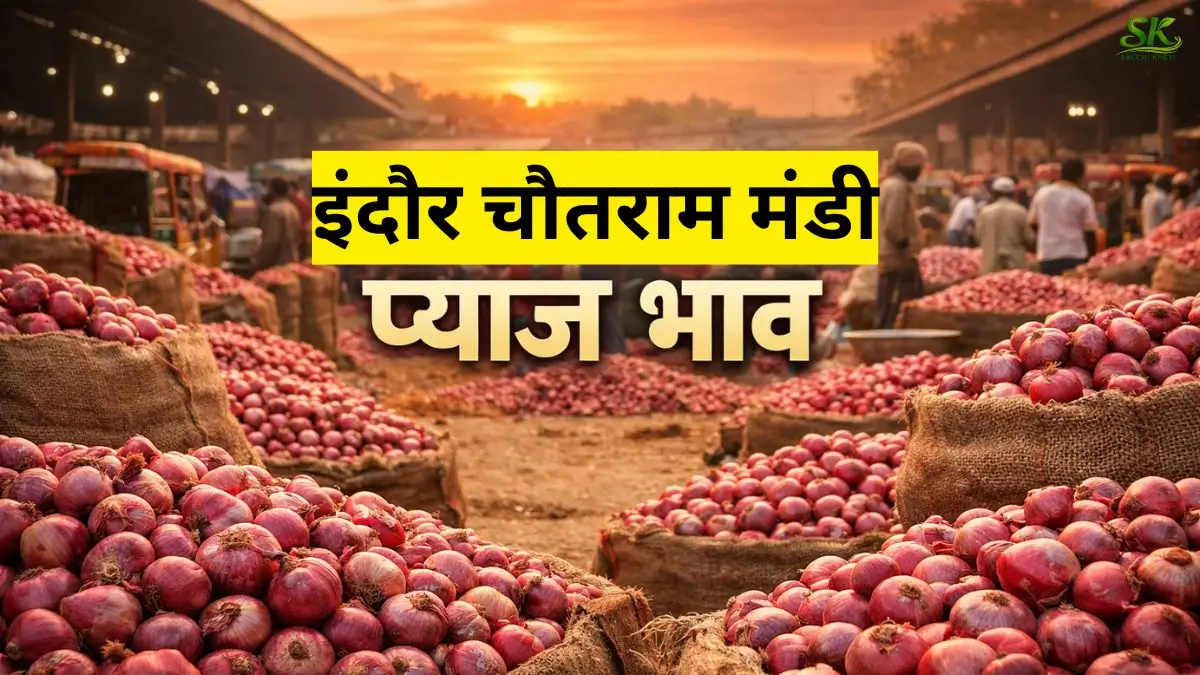 इंदौर चौतराम मंडी प्याज भाव में तेज़ उछाल, सरकार के फैसले से बदली तस्वीर