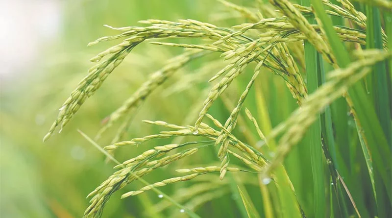 1509 धान की खेती कैसे करें, पूरी जानकारी - बुवाई से लेकर पैदावार तक