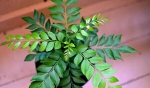 कड़ी पत्ता (मीठा नीम) का पौधा हरा-भरा कैसे उगाएं? ग्रोथ रोकने वाली समस्याओं का आसान समाधान