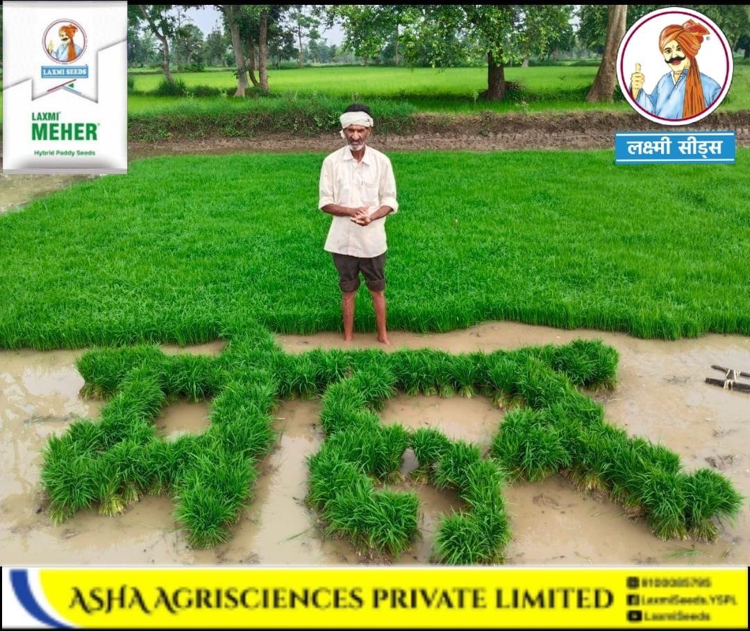 कम लागत, ज्यादा लाभ, लक्ष्मी मेहर धान की किस्म जो हर किसान की पहली पसंद बन रही है, जानिए क्यों